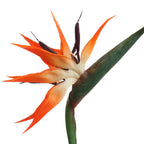 Tak Paradijsvogelbloem