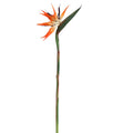 Tak Paradijsvogelbloem