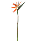 Tak Paradijsvogelbloem