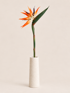 Tak Paradijsvogelbloem