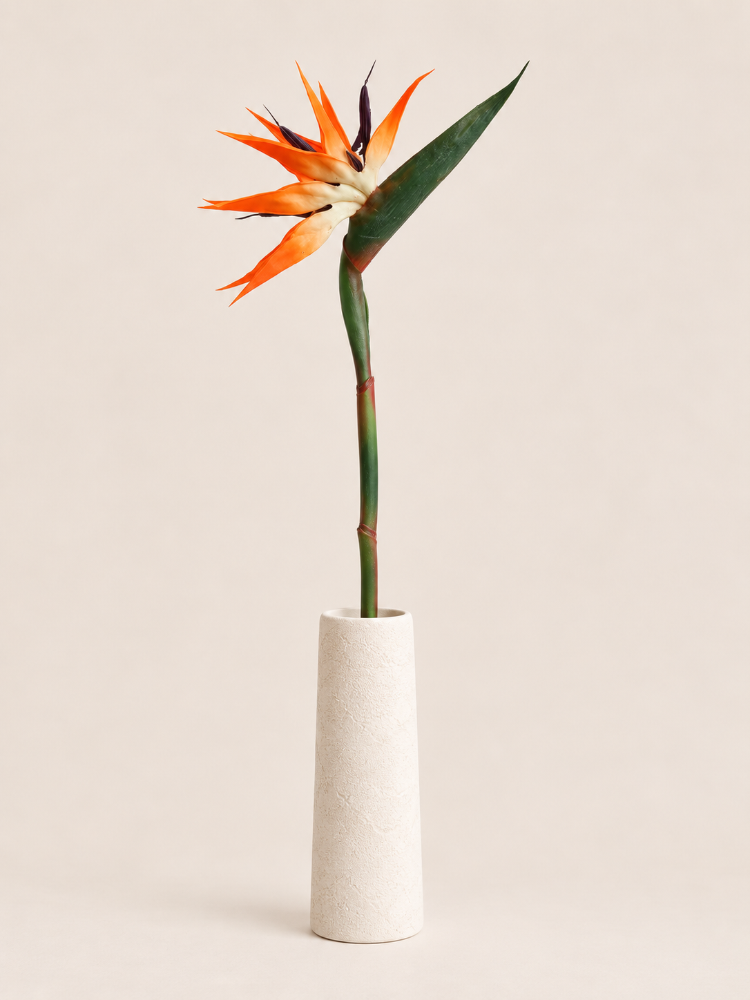 Tak Paradijsvogelbloem