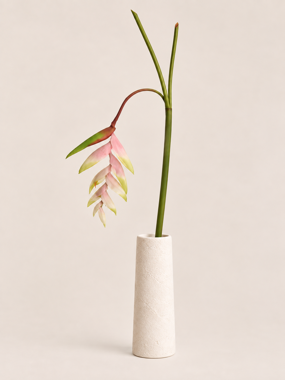 Tak Heliconia