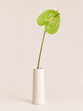 Tak anthurium
