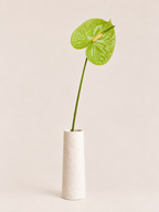 Tak anthurium