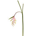 Tak Heliconia