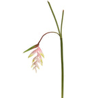 Tak Heliconia