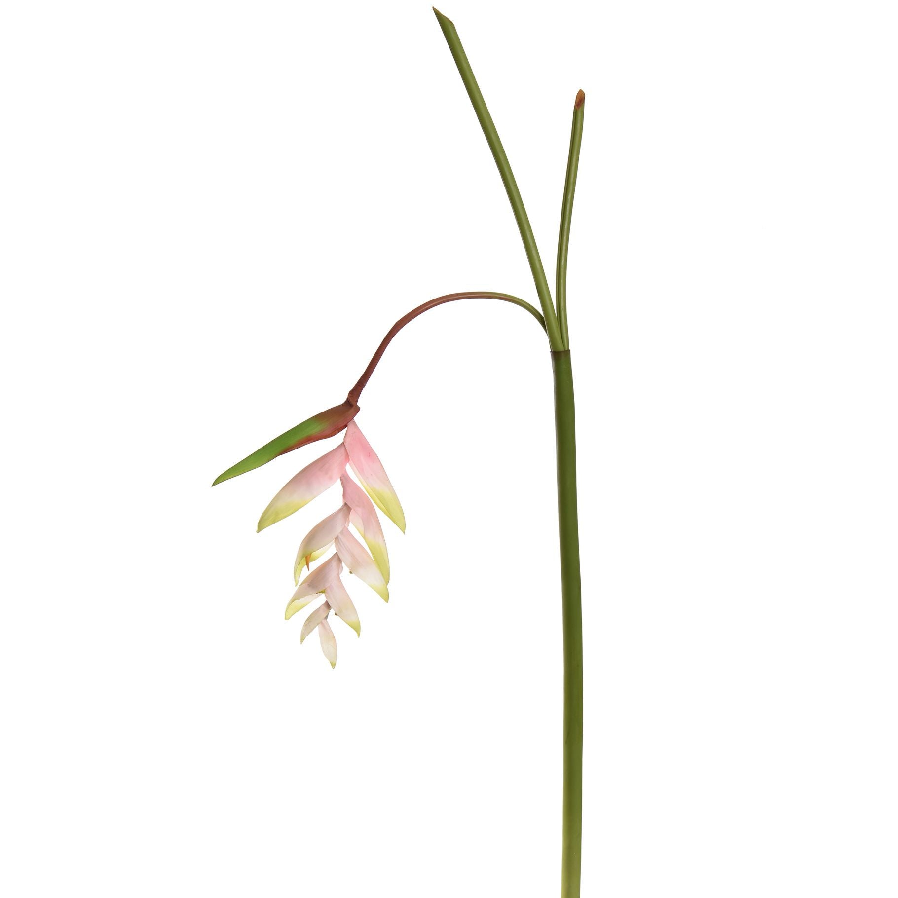 Tak Heliconia
