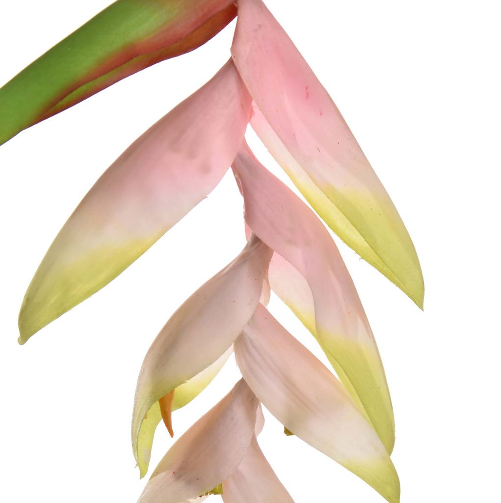 Tak Heliconia
