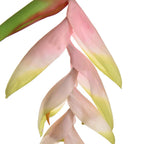 Tak Heliconia
