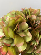 Tak Hortensia