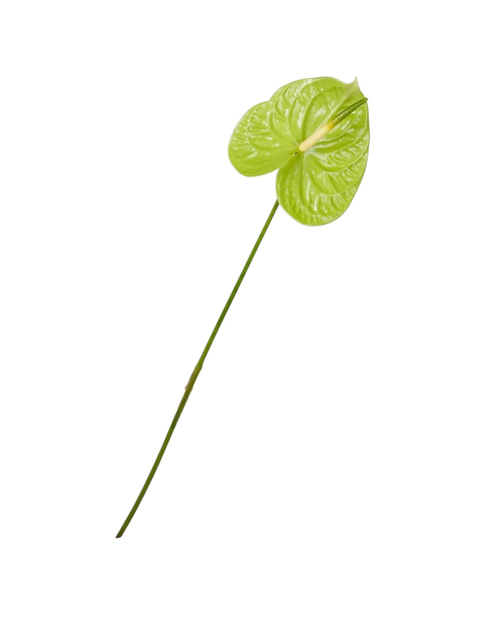 Tak anthurium