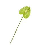 Tak anthurium