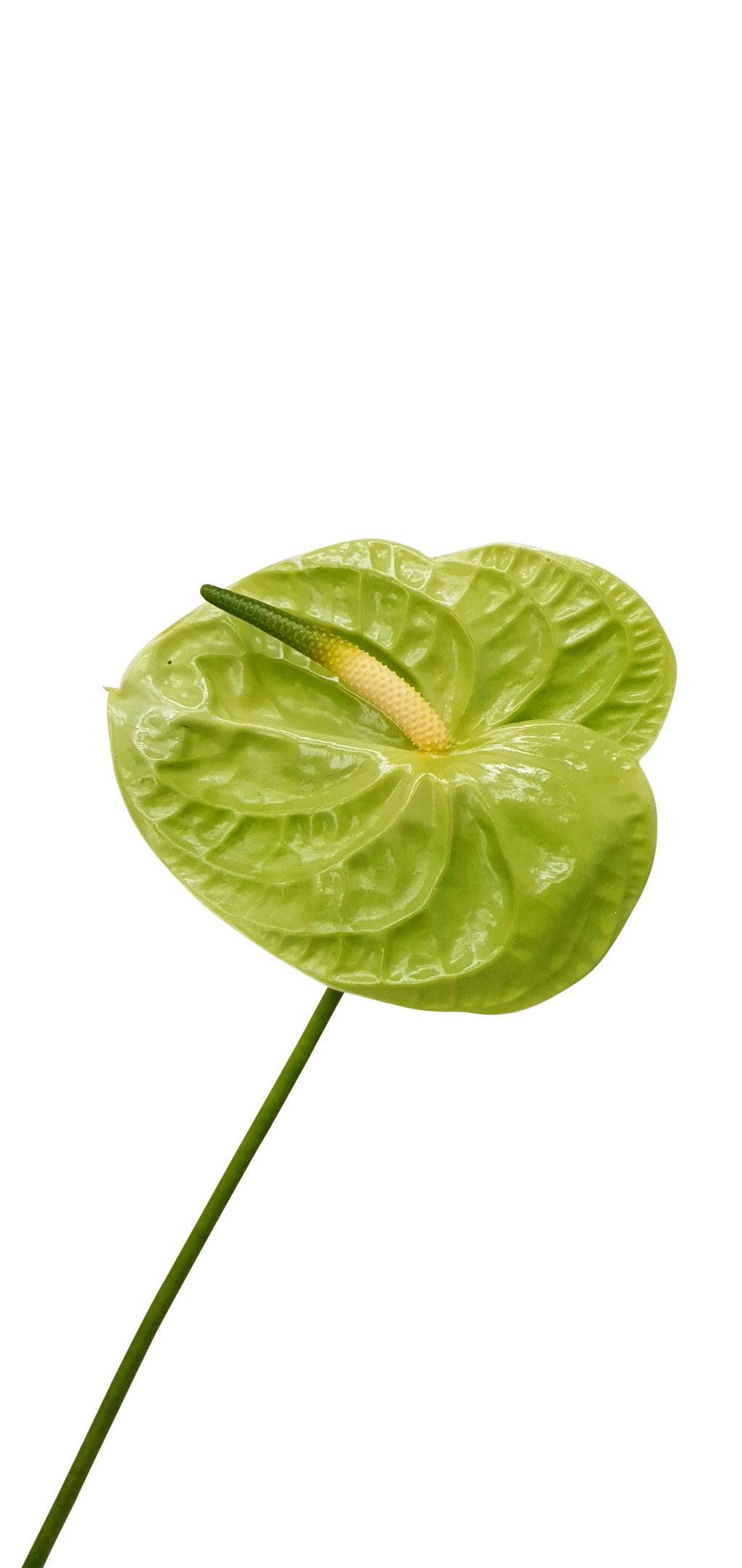 Tak anthurium