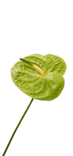 Tak anthurium