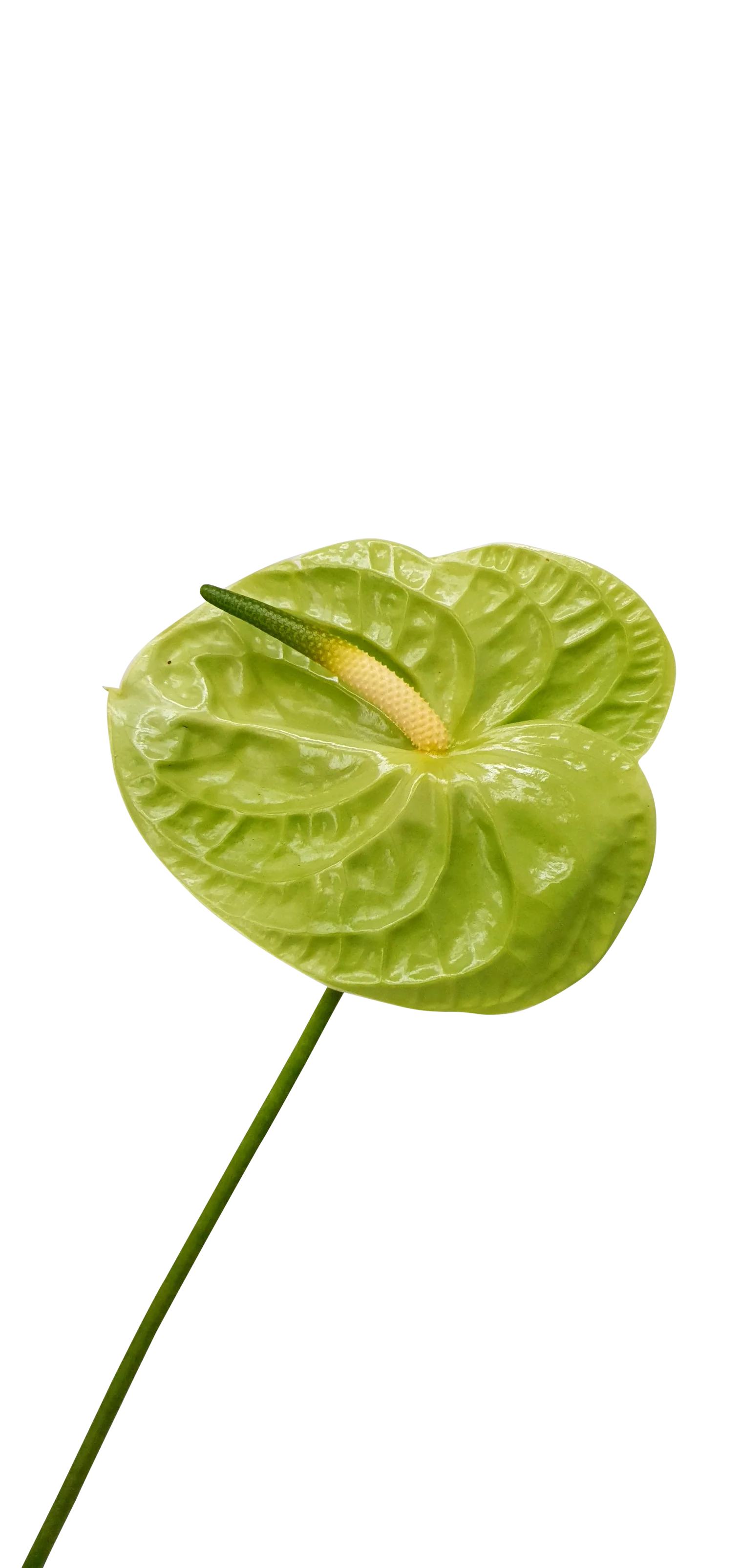Tak anthurium