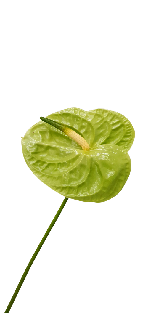 Tak anthurium